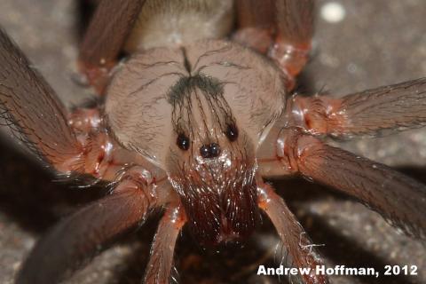 Brown Recluse Spiders: Fact vs. Fiction, Tips for Prevention - Pest Control  Technology