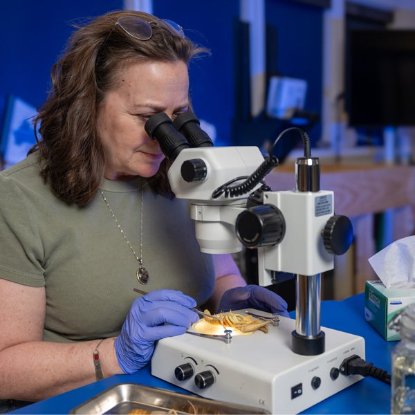 A white woman with short brown hair sits in a laboratory wearing a light green T-shirt and blue latex gloves. Sunglasses are on top of her head. She looks into a microscope as she inspects her research material. Other tools are visible on the table next to the microscope.